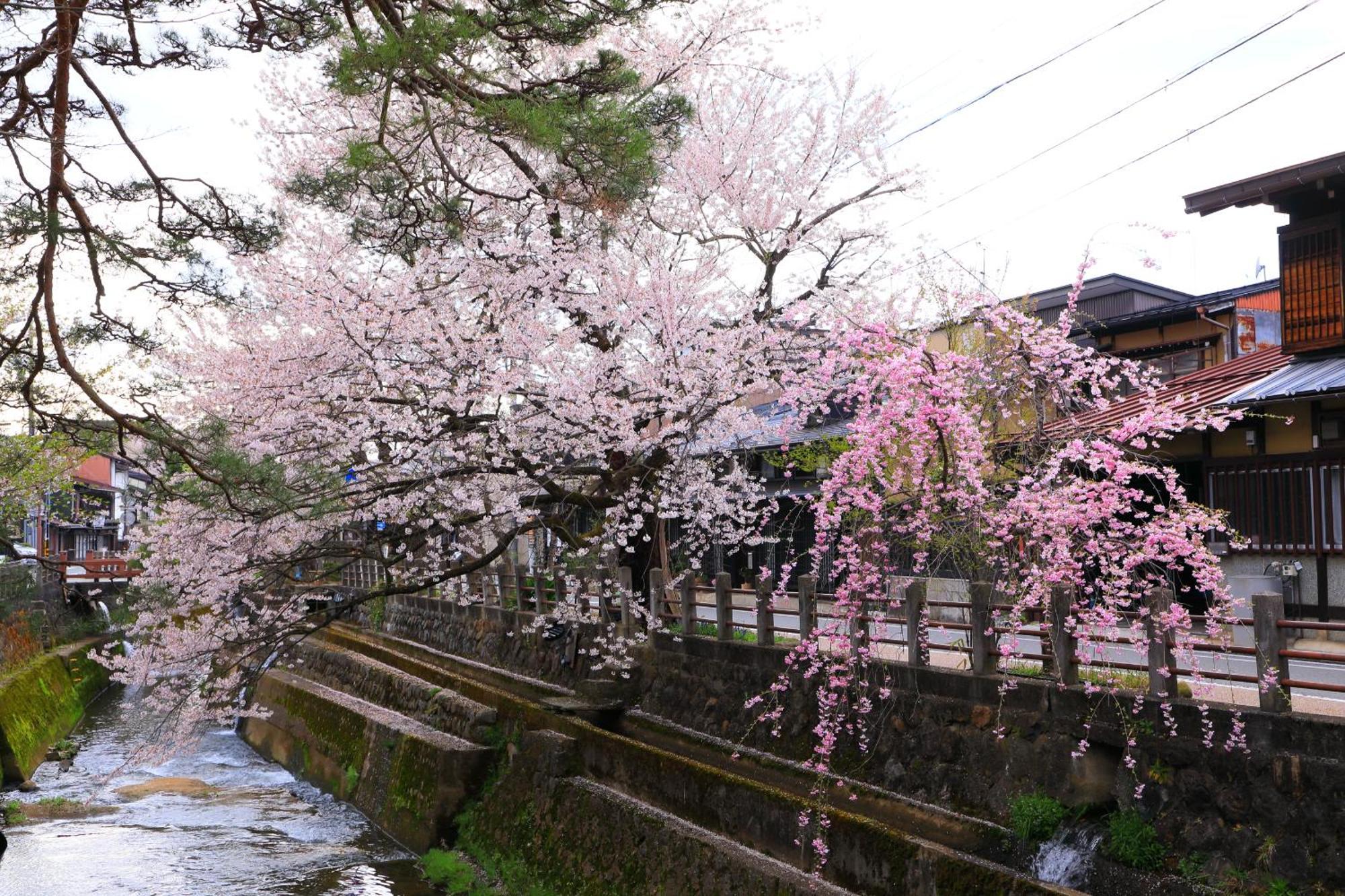 高山ステイ 柊 Leilighet Eksteriør bilde